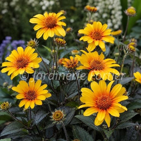 Héliopsis "Burning Hearts"