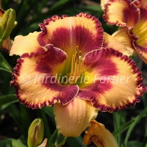 Hémérocalle "Rainbow Rhythm Blazing Glory"