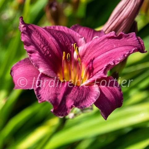Hémérocalle "Purple de Oro"