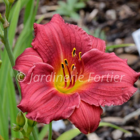 Hémérocalle "Ruby d'Oro"