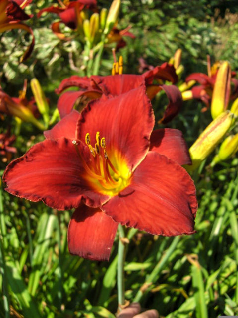 Hémérocaille "Ruby Stella"