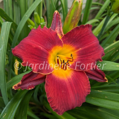 Hémérocaille "Ruby Stella"