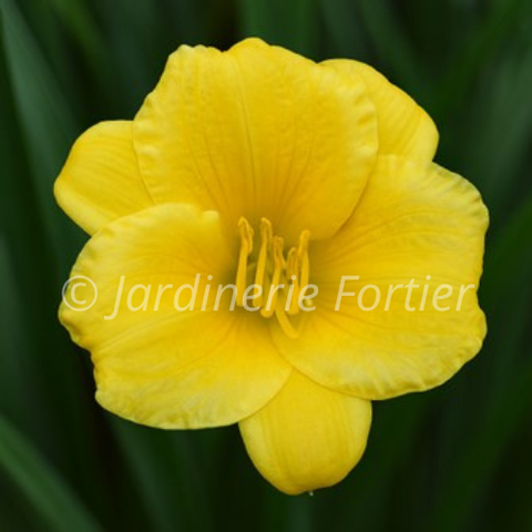 Hémérocalle "Stella d'Oro"