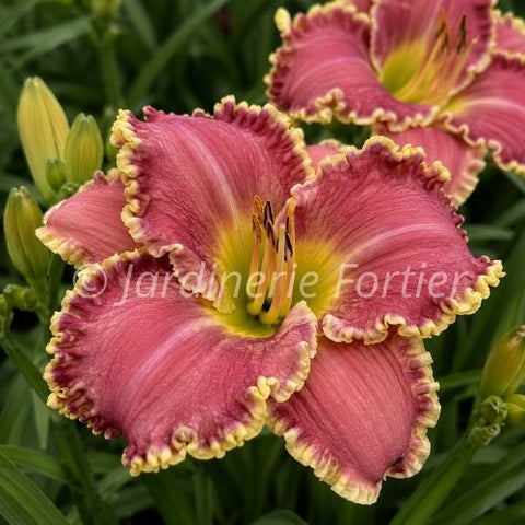 Hémérocaille "Raspberry Eclipse"