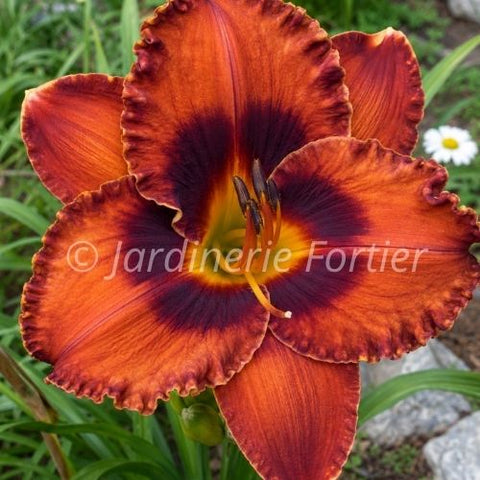 Hémérocaille "Mighty Chestnut"