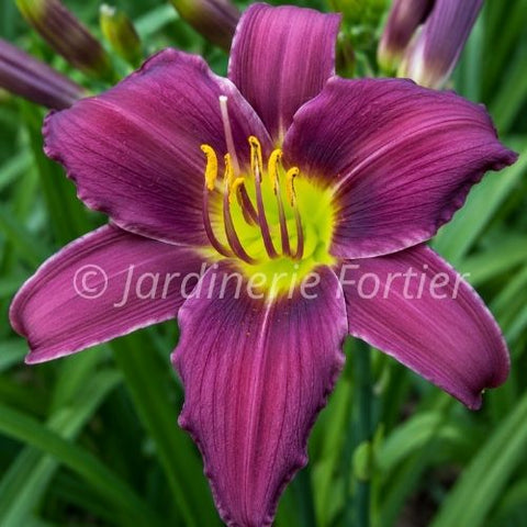 Hémérocalle "Stella in Purple"