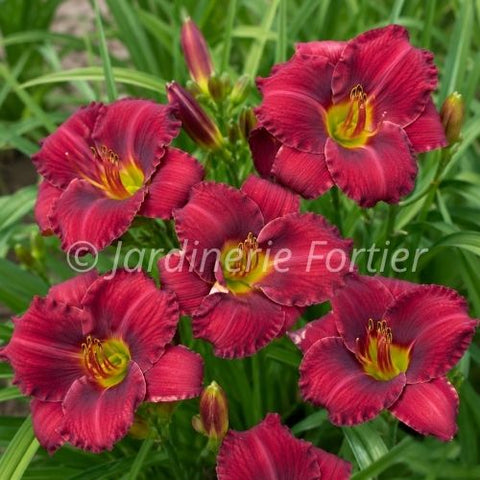 Hémérocalle "Red Razzmatazz"