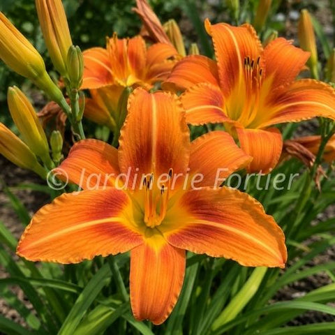 Hemerocallis "Rocket City"