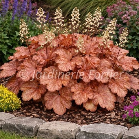 Heuchère "Frosted flame"