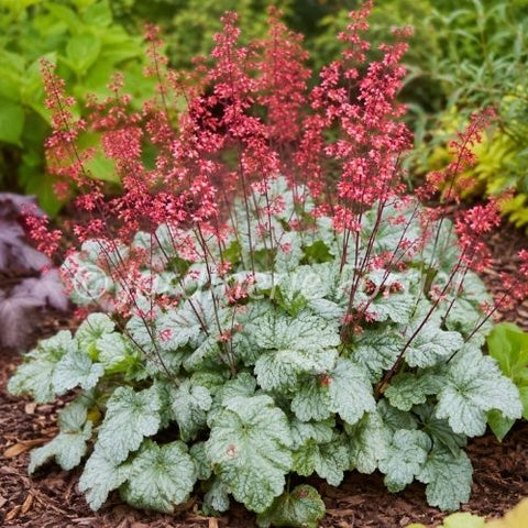 Heuchère "Spearmint"