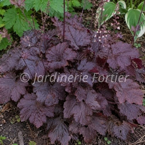 Heuchère "Palace Purple"