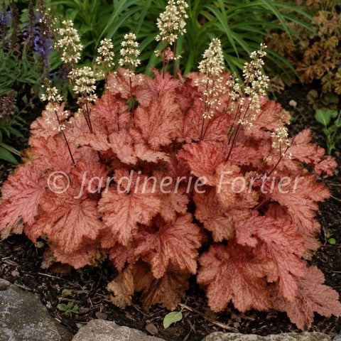 Heuchère "Frosted flame"