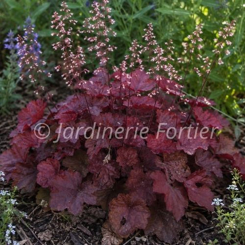 Heuchère "Ruby Royal"