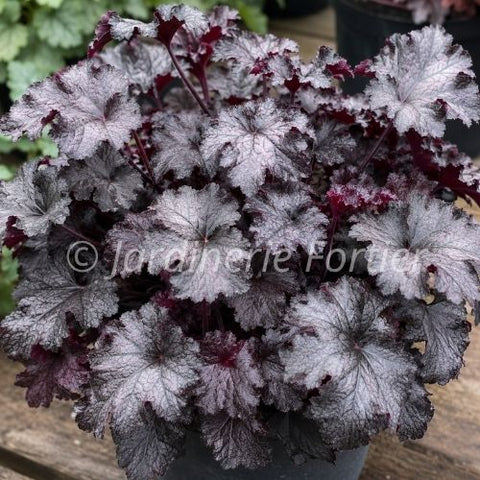 Heuchère "Black Pearl"