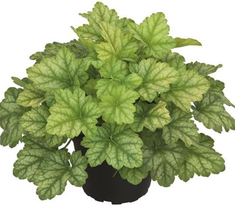 Heuchère "Lord Lime"