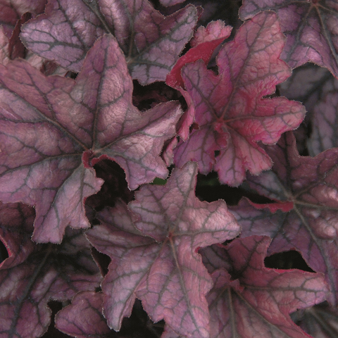Heuchère "Season King"