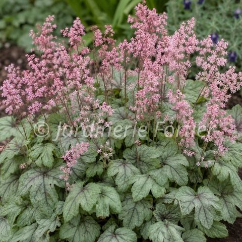 Heucherella "Pink Fizz"