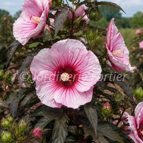Hibiscus Summerific "Cherry choco latté"