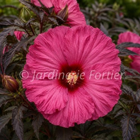 Hibiscus "Summerific Berry Awesome"