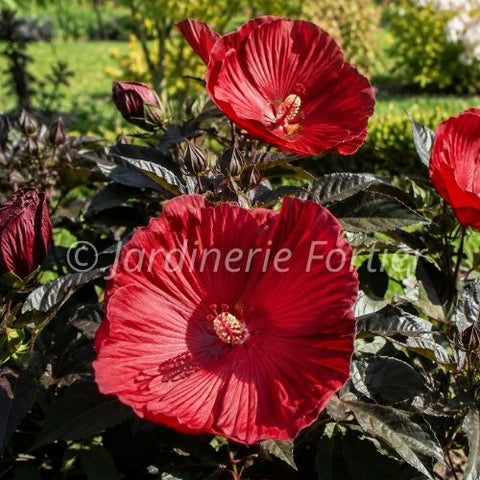 Hibiscus "Midnight Marvel"