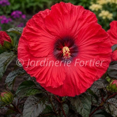 Hibiscus "Summerific Valentine Crush"