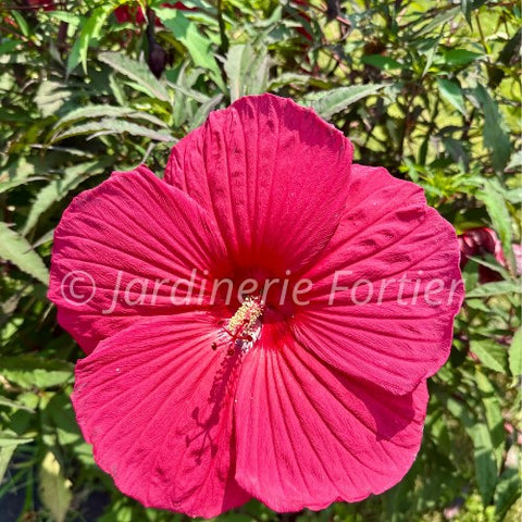 Hibiscus "Luna Red"