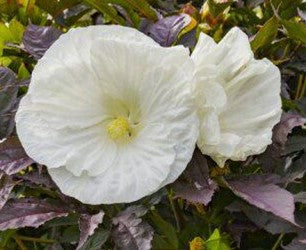 Hibiscus "Summerific Cookies"