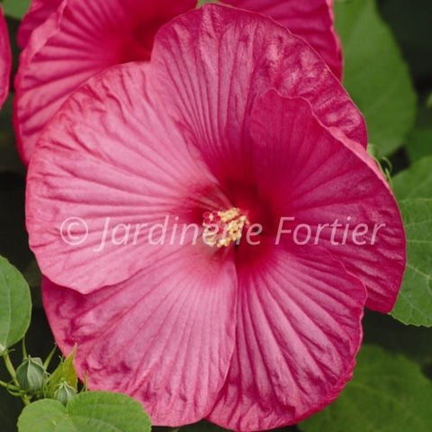 Hibiscus "Luna Rose"