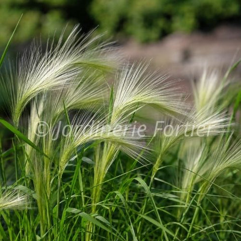 Hordeum "Jubatum"