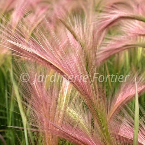 Hordeum "Jubatum"