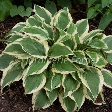 Hosta "Patriot"