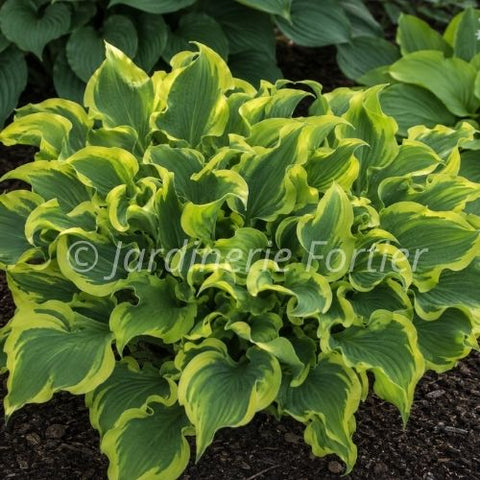 Hosta Shadowland "Wheee"