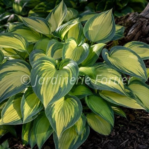 Hosta "June"