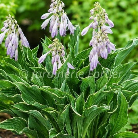 Hosta "Praying Hands"