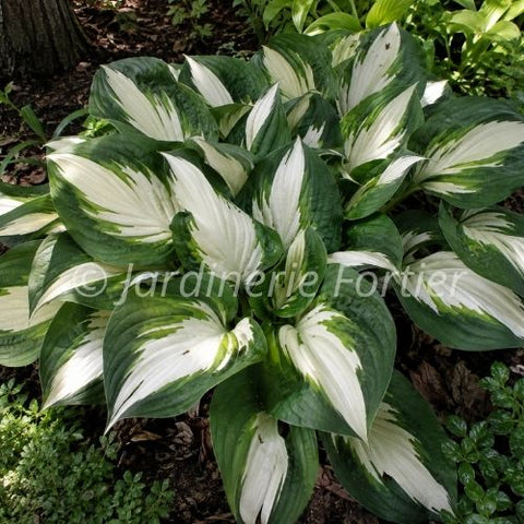 Hosta "Fire and Ice"