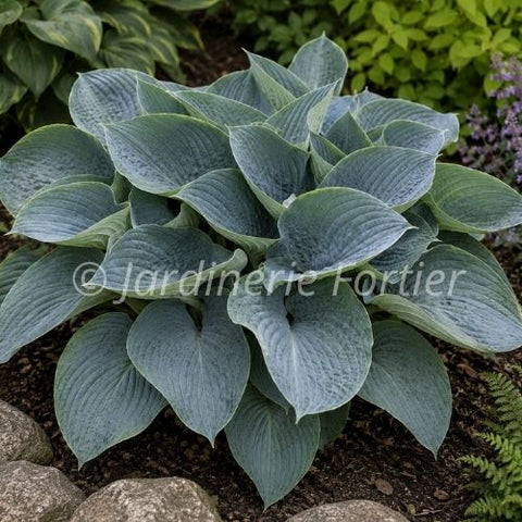 Hosta Shadowland "Above the Clouds"