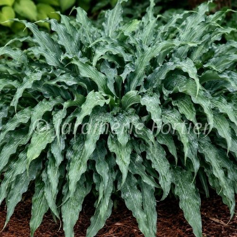Hosta "Silly String"