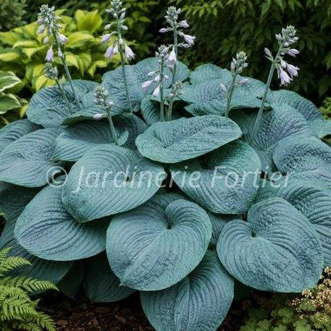 Hosta "Humpback Whale"