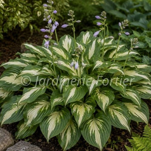 Hosta Shadowland "Miss America"