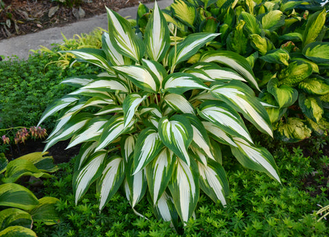 Hosta "Cool as a Cucumber"
