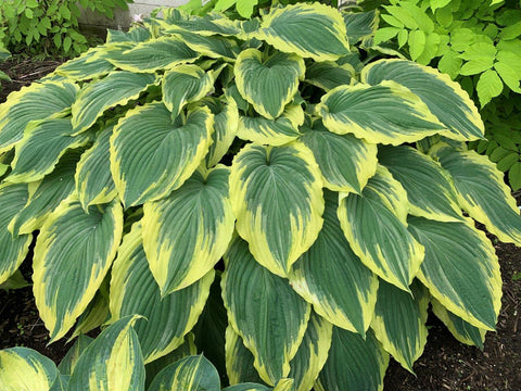 Hosta "Drop Dead Gorgeous"