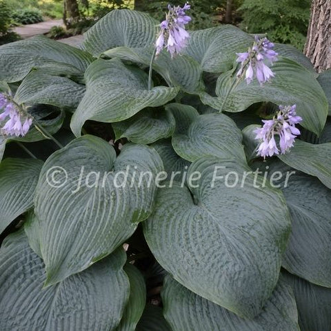 Hosta Shadowland "Empress Wu"