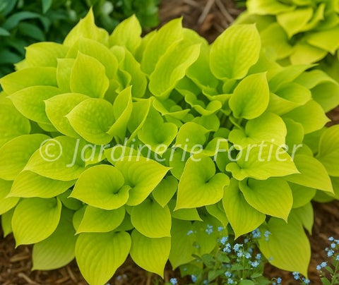 Hosta "Fire Island"