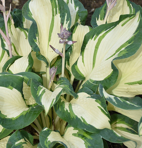 Hosta "Hans"