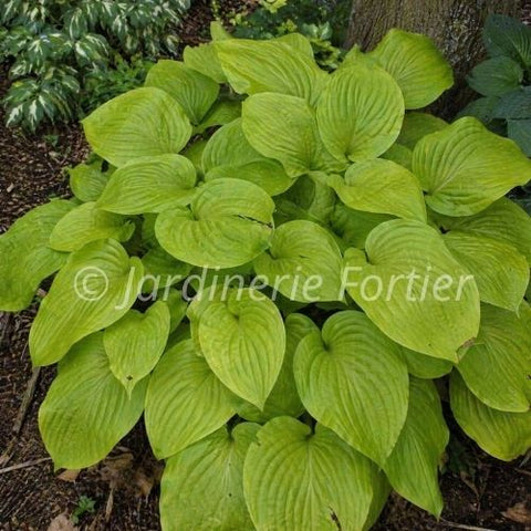 Hosta "August Moon"