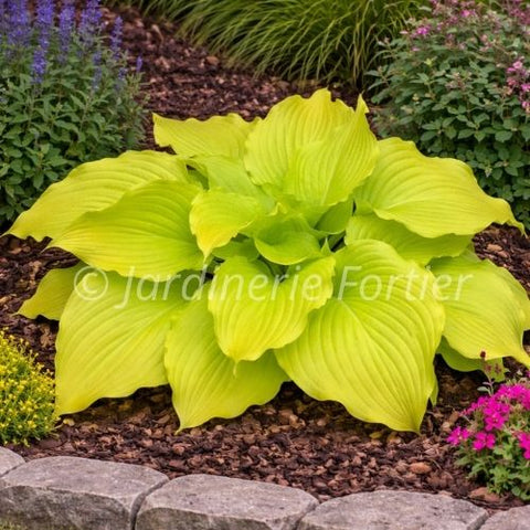 Hosta "Dancing Queen"