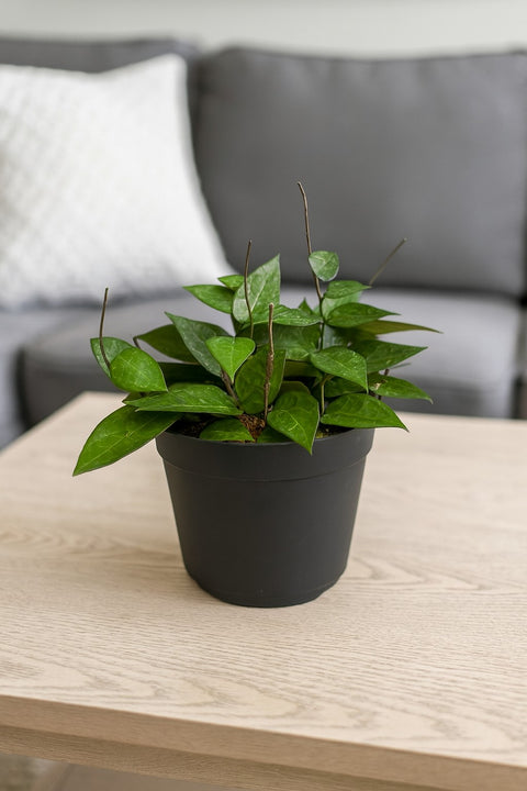 Plante d'intérieur "Hoya Black Margin"