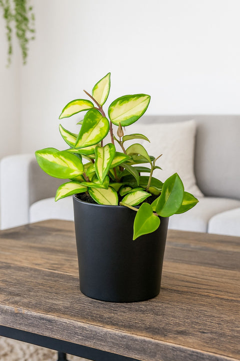 Plante d'intérieur "Hoya Krimson Princess"