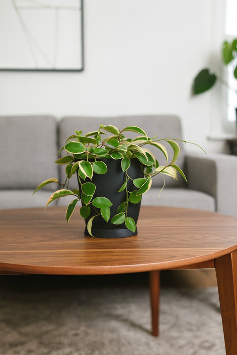 Plante d'intérieur "Hoya Krimson Queen"