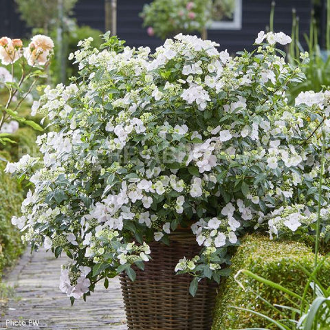 Hydrangée "Fairytrail bride"